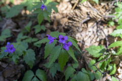 Cardamine glanduligera