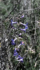 Penstemon fendleri