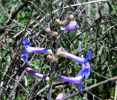 Penstemon fendleri