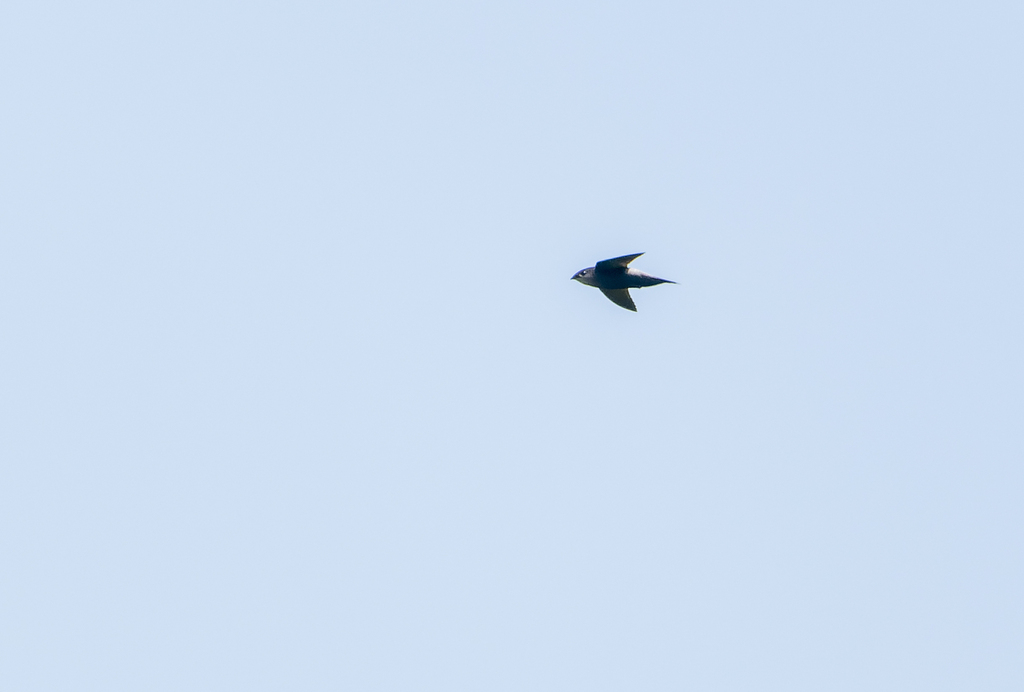 Pale-rumped Swift