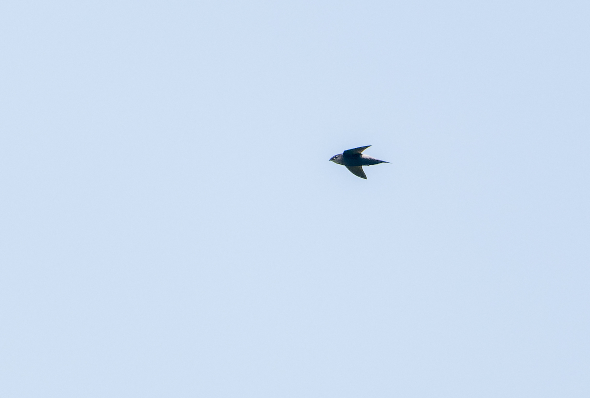 Pale-rumped Swift (Chaetura egregia), photo 1