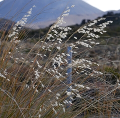 Chionochloa rubra