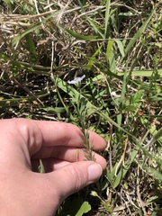 Linum pratense