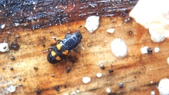 Glischrochilus quadripunctatus