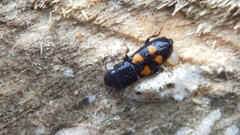 Glischrochilus quadripunctatus