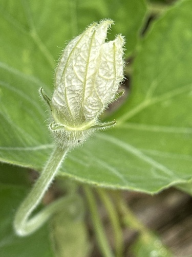 Lagenaria siceraria observed 2024-01-30
