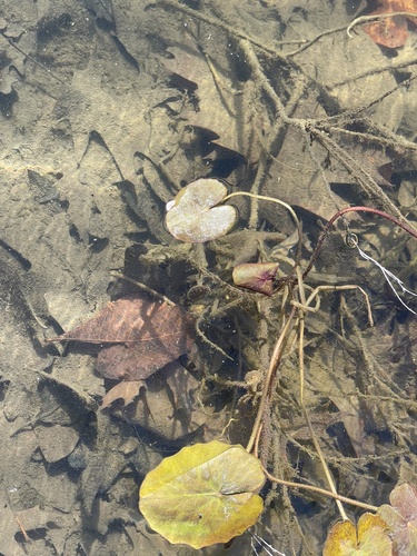 Foto de Planta-espelho