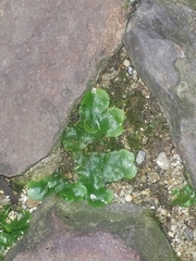 Lunularia cruciata