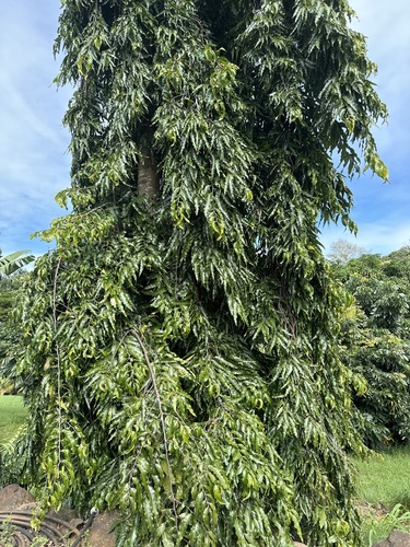 Polyalthia longifolia, 2024-01-30