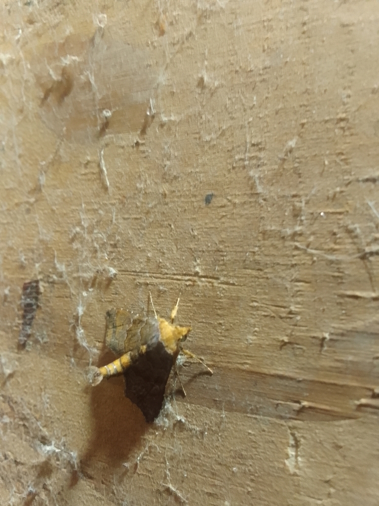 Cecharismena aquilalis
