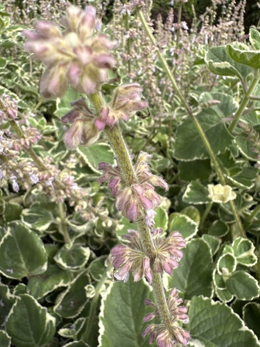 Coleus amboinicus, 2024-01-30