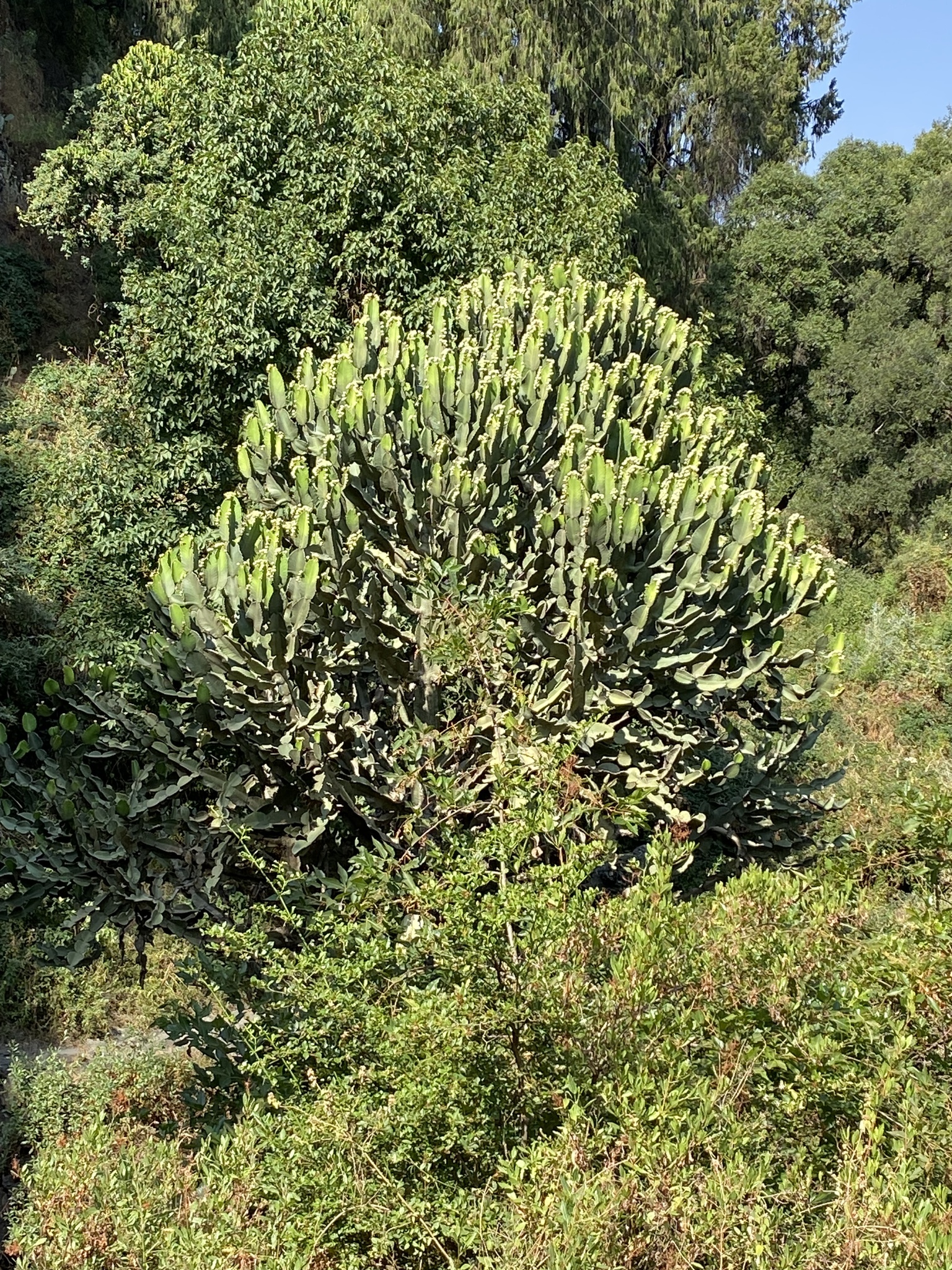 Imagem de Candelabro