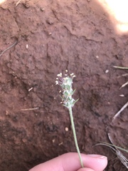 Plantago helleri