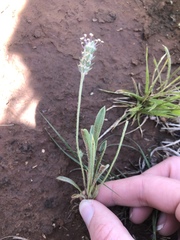 Plantago helleri