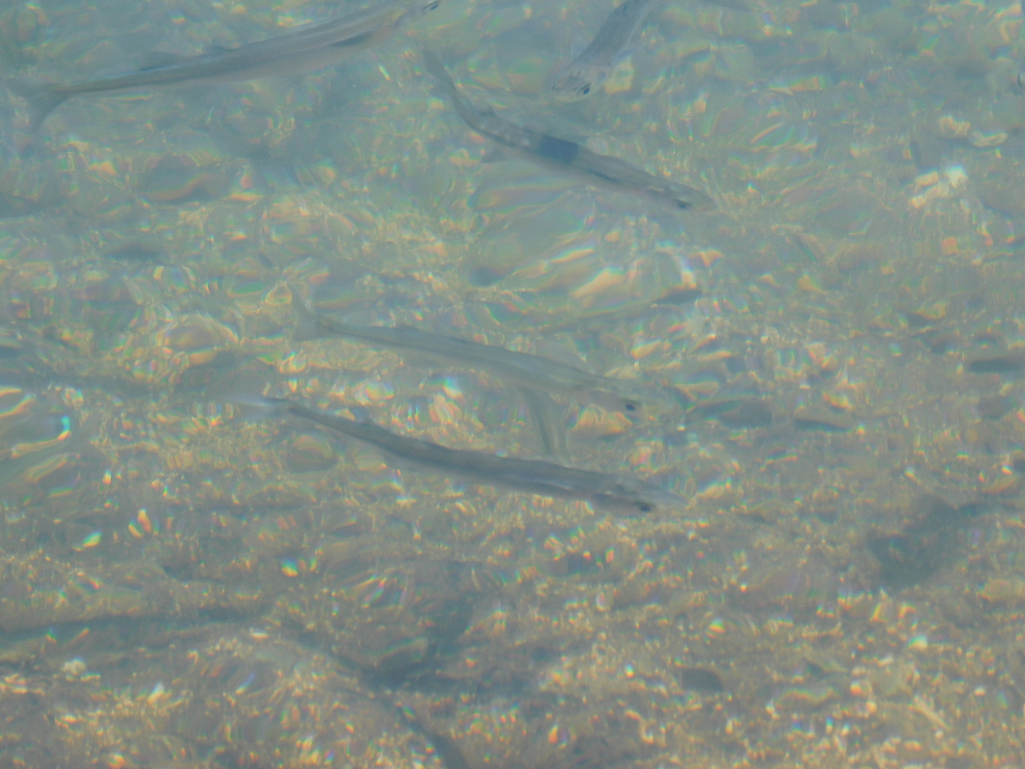 Patagonian Pejerrey photo 3