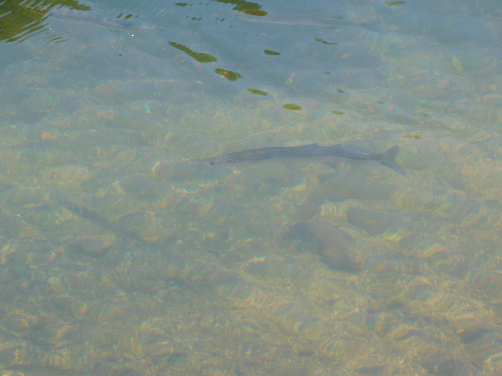 Patagonian Pejerrey photo 4