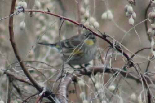 Audubon's Warbler photographed in Idaho