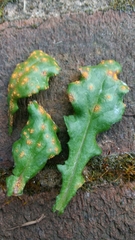Puccinia lagenophorae