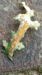 Puccinia lagenophorae