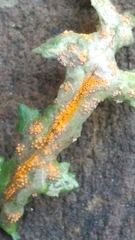 Puccinia lagenophorae