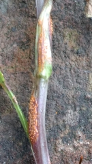 Puccinia lagenophorae
