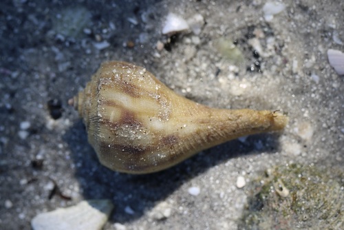 Florida Pear Whelk