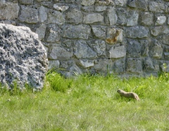 Spermophilus citellus