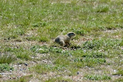 Spermophilus citellus