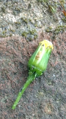 Puccinia lagenophorae