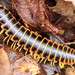 Black-and-gold Flat Millipede - Photo (c) Kathy Richardson, some rights reserved (CC BY-NC), uploaded by Kathy Richardson