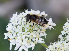 Eristalis rupium