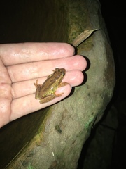 Dendropsophus bogerti