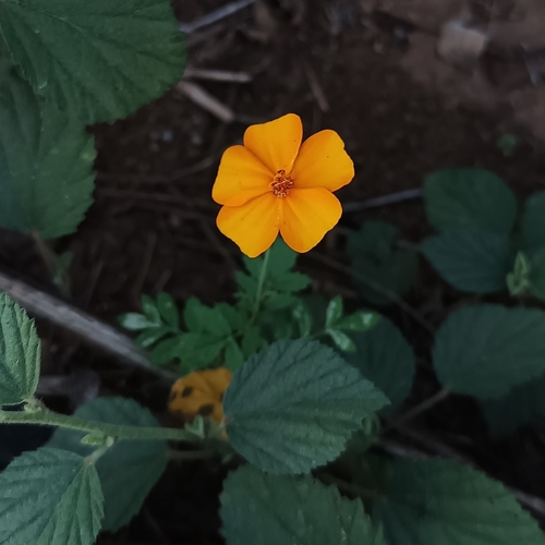 Tagetes erecta