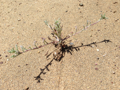 Lessingia germanorum