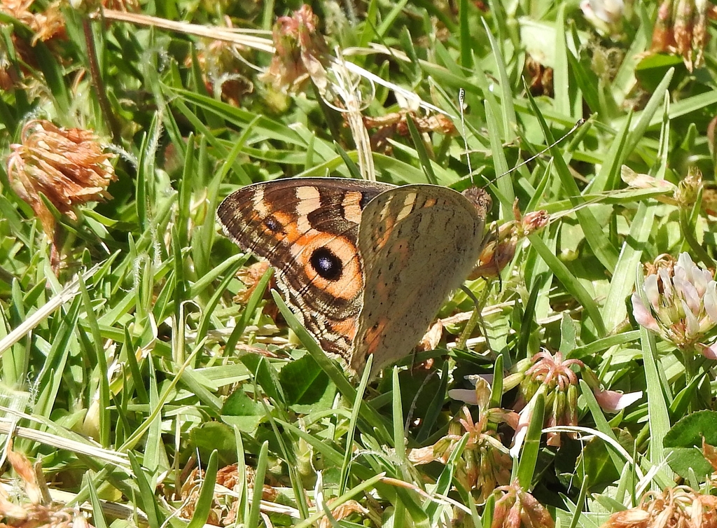 meadow-argus-from-yalukit-willam-nature-reserve-new-street-brighton