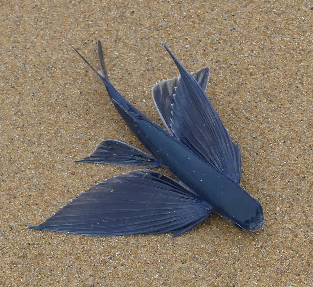 Rondelet's Flyingfish
