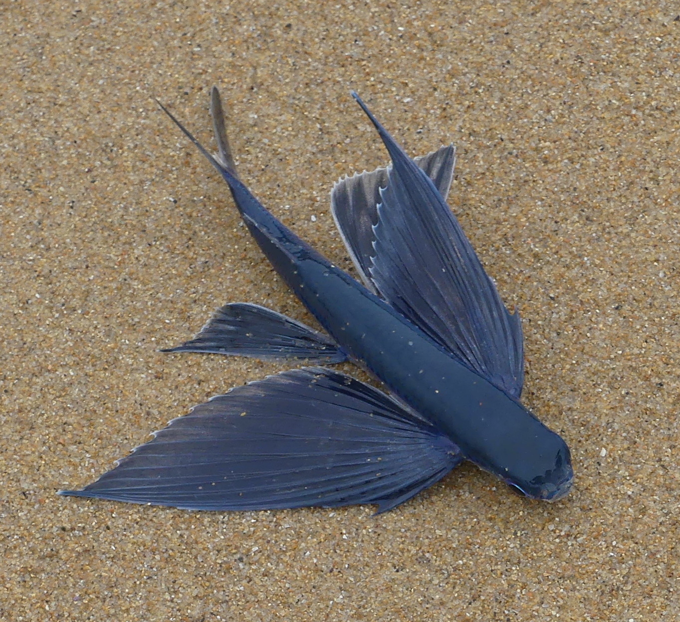 Rondelet's Flyingfish photo 7