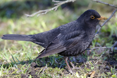 Turdus merula