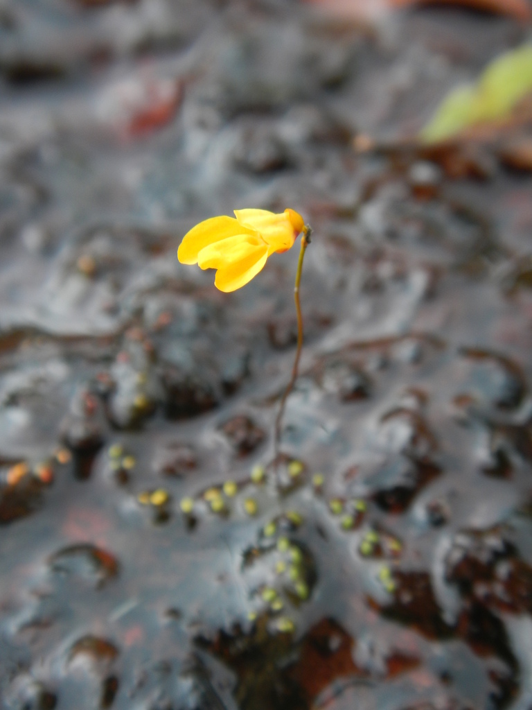 Utricularia choristotheca P.Taylor 3