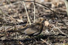 Turdus merula