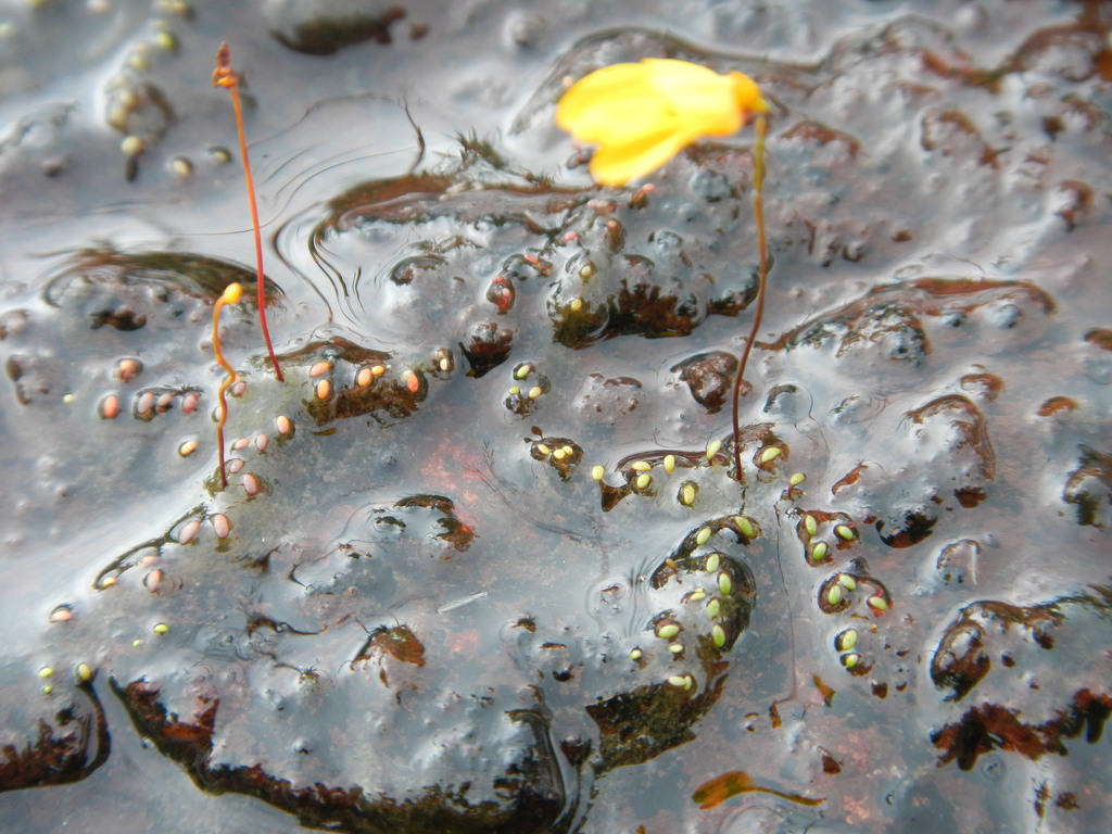 Utricularia choristotheca P.Taylor 4