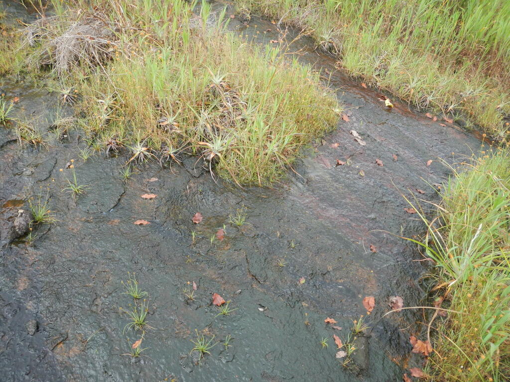 Utricularia choristotheca P.Taylor 2