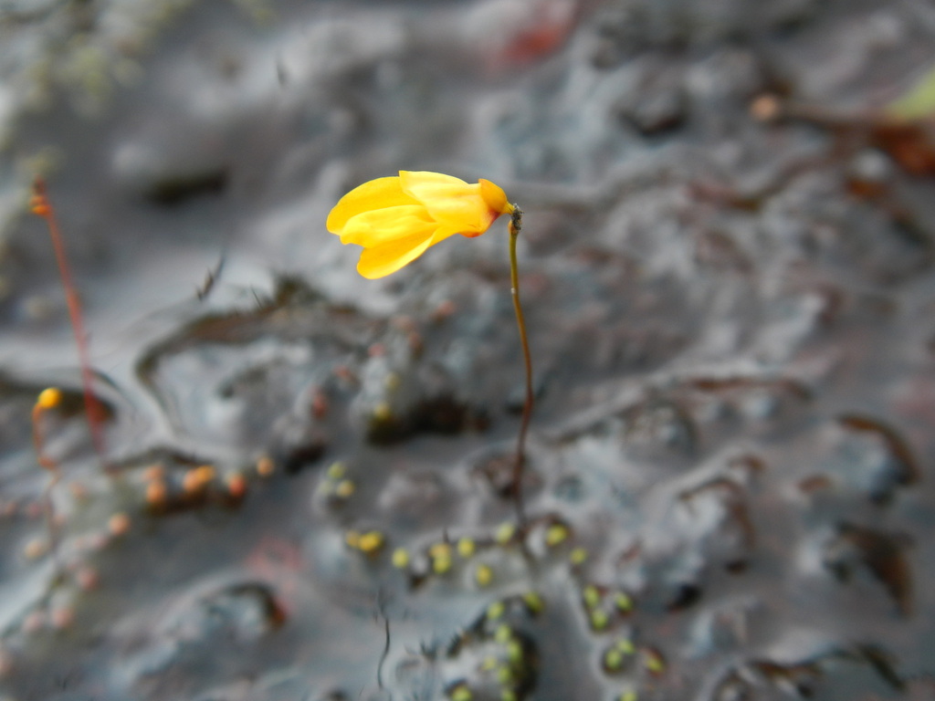 Utricularia choristotheca P.Taylor