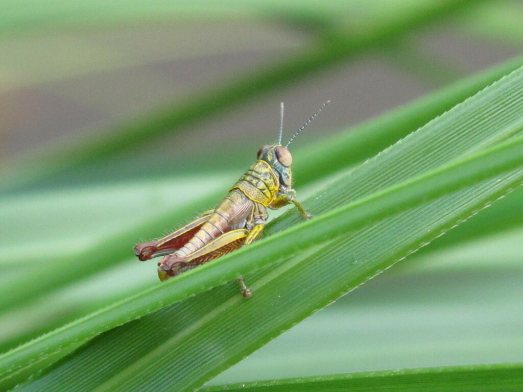 Jivarus pubescens