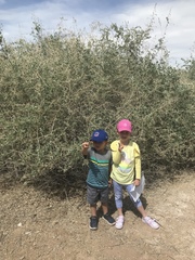 Atriplex lentiformis breweri