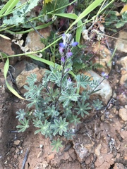 Lupinus concinnus