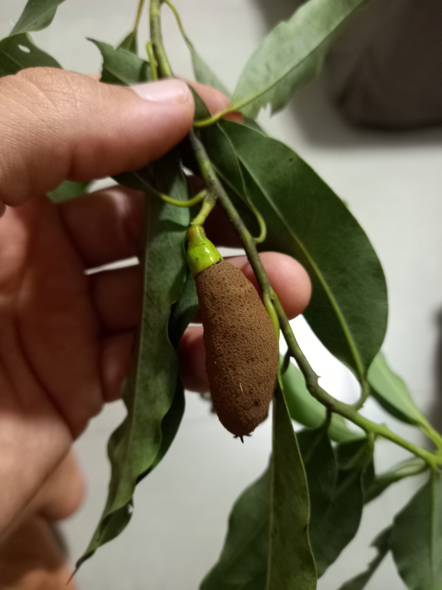 Ocotea puberula