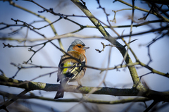 Fringilla coelebs
