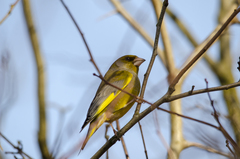 Chloris chloris