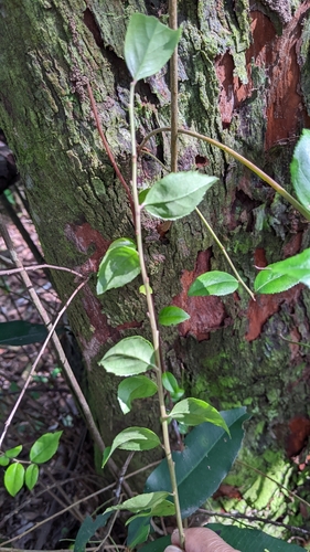 Image of Vaccinium bracteatum by (c) 許文俊, some rights reserved (CC BY-SA)